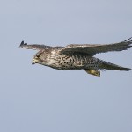 gyrfalcon32.jpg