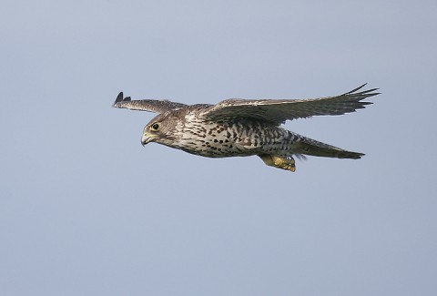 gyrfalcon32.jpg