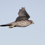 gyrfalcon33.jpg