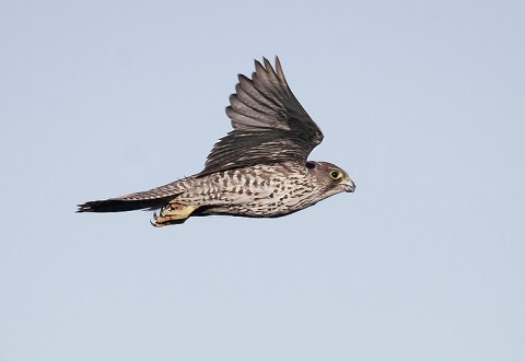 gyrfalcon33.jpg