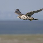 gyrfalcon34.jpg
