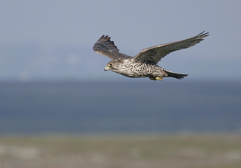 gyrfalcon34.jpg