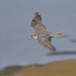 gyrfalcon35.jpg