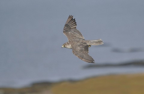 gyrfalcon35.jpg