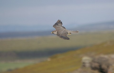 gyrfalcon36.jpg