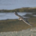 gyrfalcon37.jpg