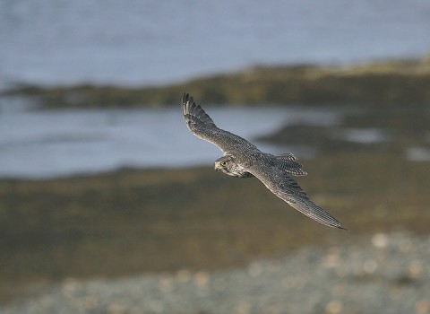 gyrfalcon37.jpg