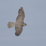 gyrfalcon38.jpg