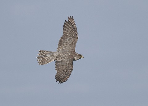 gyrfalcon38.jpg