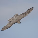 gyrfalcon39.jpg