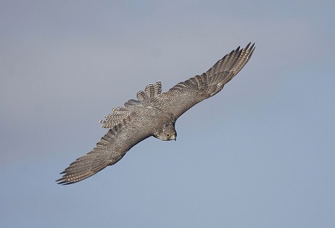 gyrfalcon39.jpg