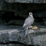 gyrfalcon4.jpg