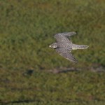 gyrfalcon40.jpg