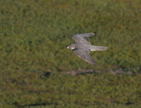 gyrfalcon40.jpg