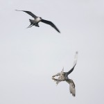 gyrfalcon41.jpg