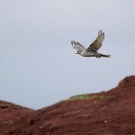 gyrfalcon42.jpg