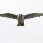 gyrfalcon45.jpg