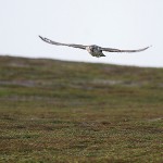 gyrfalcon46.jpg