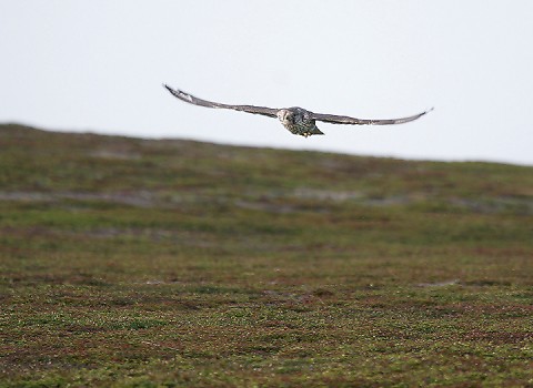 gyrfalcon46.jpg