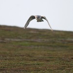 gyrfalcon46b.jpg