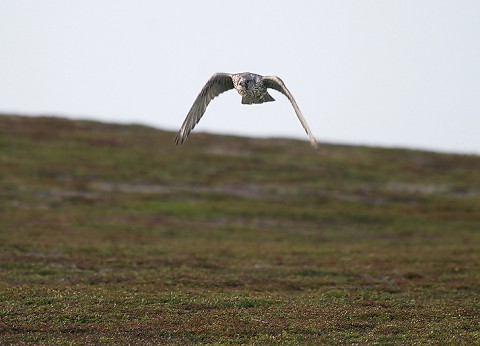 gyrfalcon46b.jpg