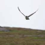 gyrfalcon46c.jpg