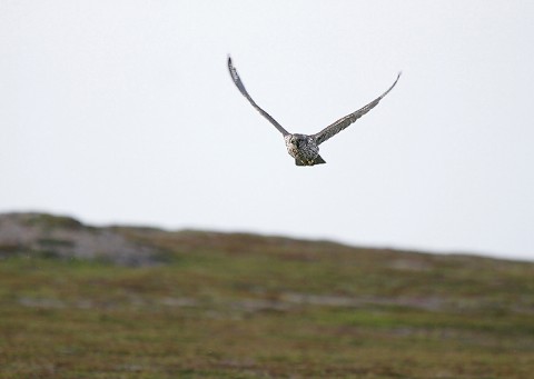 gyrfalcon46c.jpg