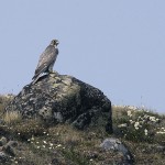 gyrfalcon5.jpg