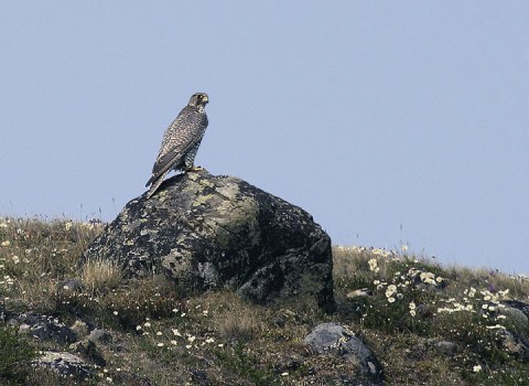 gyrfalcon5.jpg