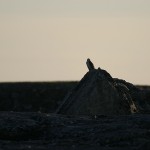 gyrfalcon6.jpg