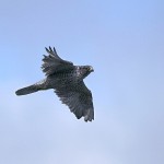 gyrfalcon7.jpg