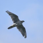 gyrfalcon8.jpg
