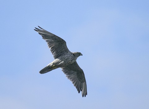 gyrfalcon8.jpg