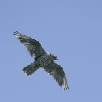 gyrfalcon91.jpg