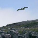 gyrfalcon92.jpg