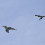 gyrfalcon93.jpg