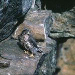 gyrfalcon94.jpg