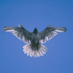 gyrfalcon98.jpg