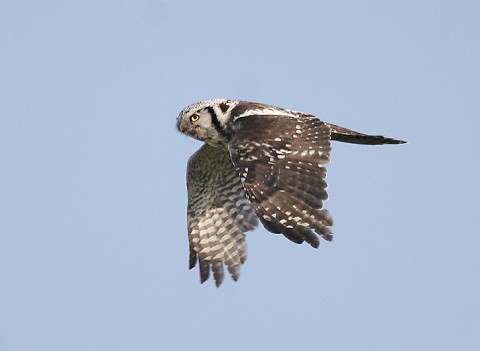 hawkowl32.jpg