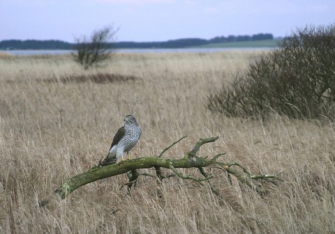 goshawk23.jpg