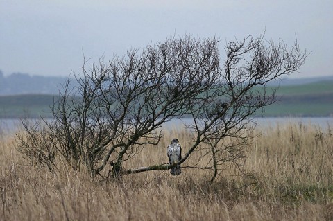 goshawk24.jpg