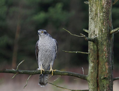 goshawk25.jpg