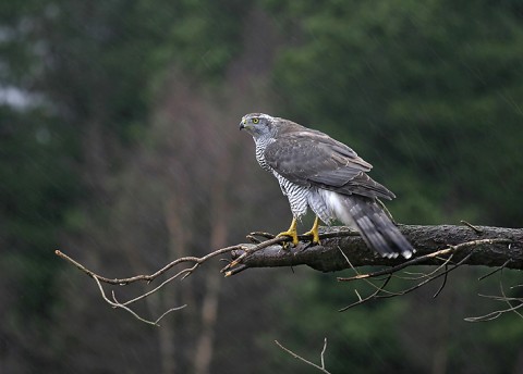 goshawk32.jpg