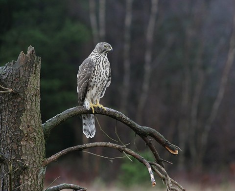 goshawk34.jpg