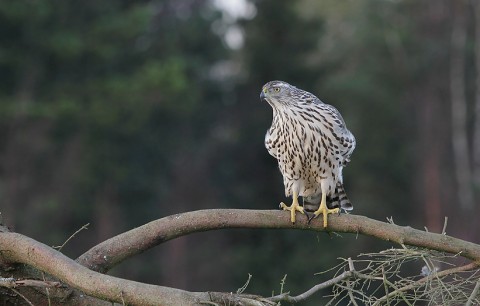 goshawk37.jpg