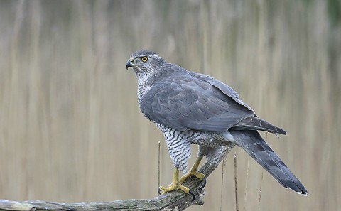 Goshawk