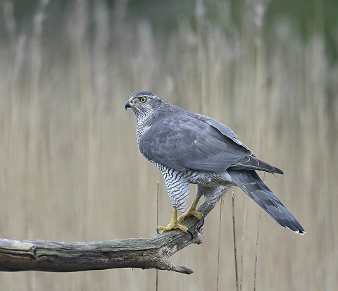 Goshawk