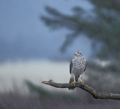 Goshawk