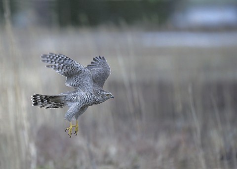 Goshawk