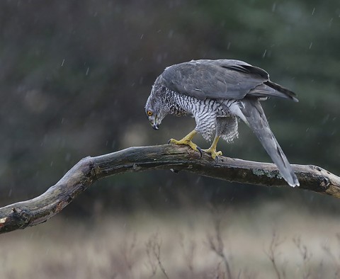 Goshawk